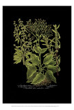 Weinmann Botanical on Black V Posters by Johann Wilhelm Weinmann