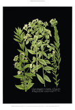 Weinmann Botanical on Black VI Prints by Johann Wilhelm Weinmann