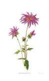 Dahlia Limited Edition by Pamela Stagg