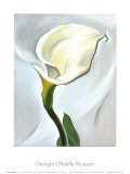 Calla Lily Turned Away, 1923 Reprodukcje autor Georgia O'Keeffe Calla Lily Turned Away, 1923 Reprodukcje autor Georgia O'Keeffe