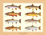 Classic Trout Prints by Joseph Tomelleri