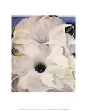 Bella Donna Sztuka autor Georgia O'Keeffe Bella Donna Sztuka autor Georgia O'Keeffe