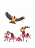 American Goldfinch Affiches par Patricia Savage