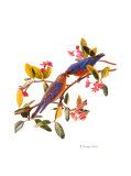 Eastern Bluebird Láminas por Patricia Savage