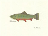 Pesca de truchas Láminas por Ron Pittard