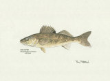 Walleye Fish Prints by Ron Pittard