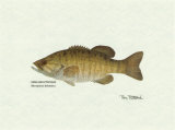 Smallmouth Bass Fish Prints by Ron Pittard