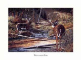 Whitetailed Deer Affiches par Bernie Jensen