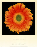 Radiance Poster by Harold Feinstein
