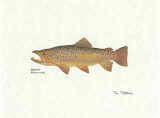 Brown Trout Print by Ron Pittard