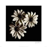 Trois fleurs aux yeux noirs Poster par Michael Harrison