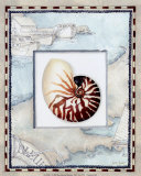 Sea Shells, Souvenir from -- Láminas por Lisa Audit Sea Shells, Souvenir from -- Láminas por Lisa Audit