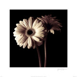 Gerber Daisies I Posters af Michael Harrison