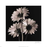 Gerber Daisies II Prints by Michael Harrison
