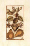 Antique Pear II Prints by Joyce Combs Antique Pear II Prints by Joyce Combs