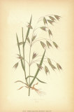 Grasses I Art by Edward Lowe