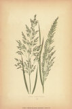 Grasses III Prints by Edward Lowe