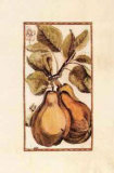 Antique Pear I プリント - ジョイス・コームス