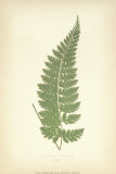 Fern IV Posters by Edward Lowe