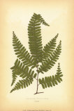 Fern II Print by Edward Lowe