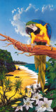Macaw Cove Posters par Scott Westmoreland