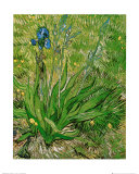 The Iris Kunstdruck von Vincent van Gogh