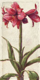 Summer Flowers Posters by Paula Reed