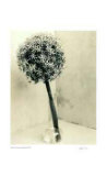 Floral 2 Limited Edition by Adriene Veninger