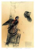 The Getaway - American Kestrel Limited Edition by Michael Dumas