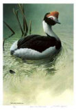 Highland Pool - Hooded Grebe Limited Edition by Michael Dumas
