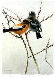 April Willow - Evening Grosbeak Limited Edition by Michael Dumas