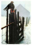 Borderline - Red Tailed Hawk Limited Edition by Michael Dumas