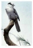 Pine Woods - Gray Jay Limited Edition by Michael Dumas