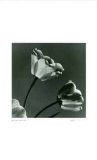 Untitled (2 flowers) Limited Edition by Morry Katz