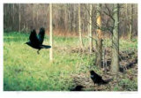 Crows by the Woods Limited Edition by Claudio D'Angelo