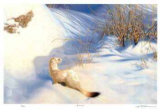 Ermine Limited Edition by Claudio D'Angelo