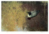 Loon Tapestry Limited Edition by Claudio D'Angelo