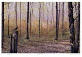 Spring Woodland Edição limitada por J. Vanderbrink