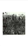 Untitled (thistle) Limited Edition by Morry Katz