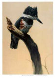 High Point - Belted King Fisher Limited Edition by Michael Dumas