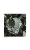 Untitled (dying leaf) Limited Edition by Morry Katz