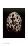 Egg II Limited Edition by Thaddeus Holownia