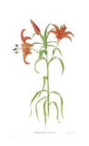 Lilium Limited Edition by Pamela Stagg