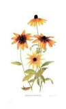 Gloriosa Daisy Family Limited Edition by Pamela Stagg