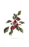 Crabapple Branch Limited Edition by Pamela Stagg