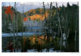 Morning at Bear Creek Pond Limited Edition