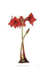 Dwarf Amaryllis Limited Edition by Pamela Stagg