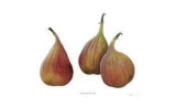Three Figs Limited Edition by Pamela Stagg