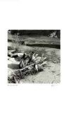 Untitled (sticks on shore) Limited Edition by Morry Katz