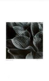 Untitled (leaves) Limited Edition by Morry Katz